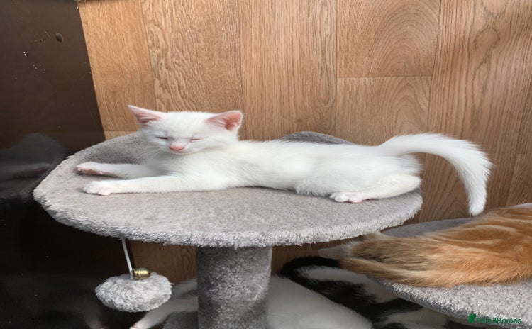 Mixed Breed cats - Advert 15