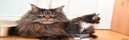 Maine Coon cats for sale: Stunning Registered Maine Coon Kittens-Home raised in Banbridge - Advert 7