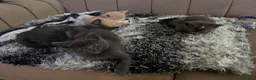 Mixed Breed cats for sale: Siamese Russian blue kittens  - Advert 18