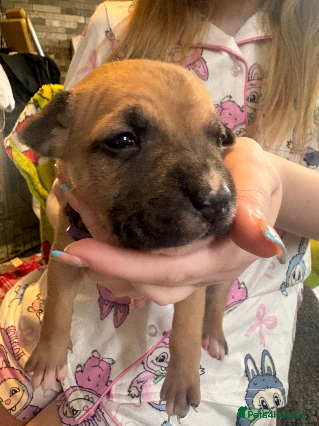 Mixed Breed dogs for sale: Staffy pups - Advert 21