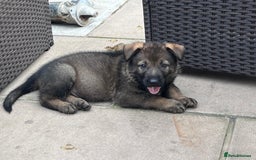 German Shepherd dogs for sale: gorgeous kc reg working blood line German Shepard  - Image 22