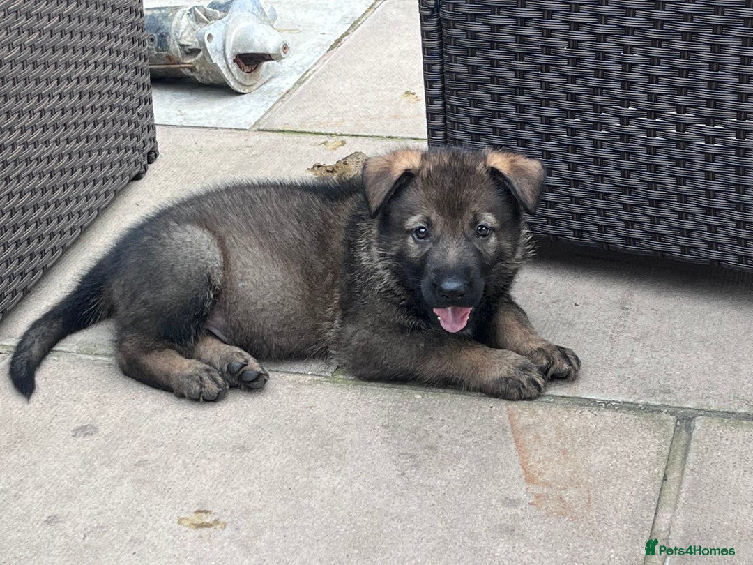 German Shepherd dogs for sale: gorgeous kc reg working blood line German Shepard  - Image 22