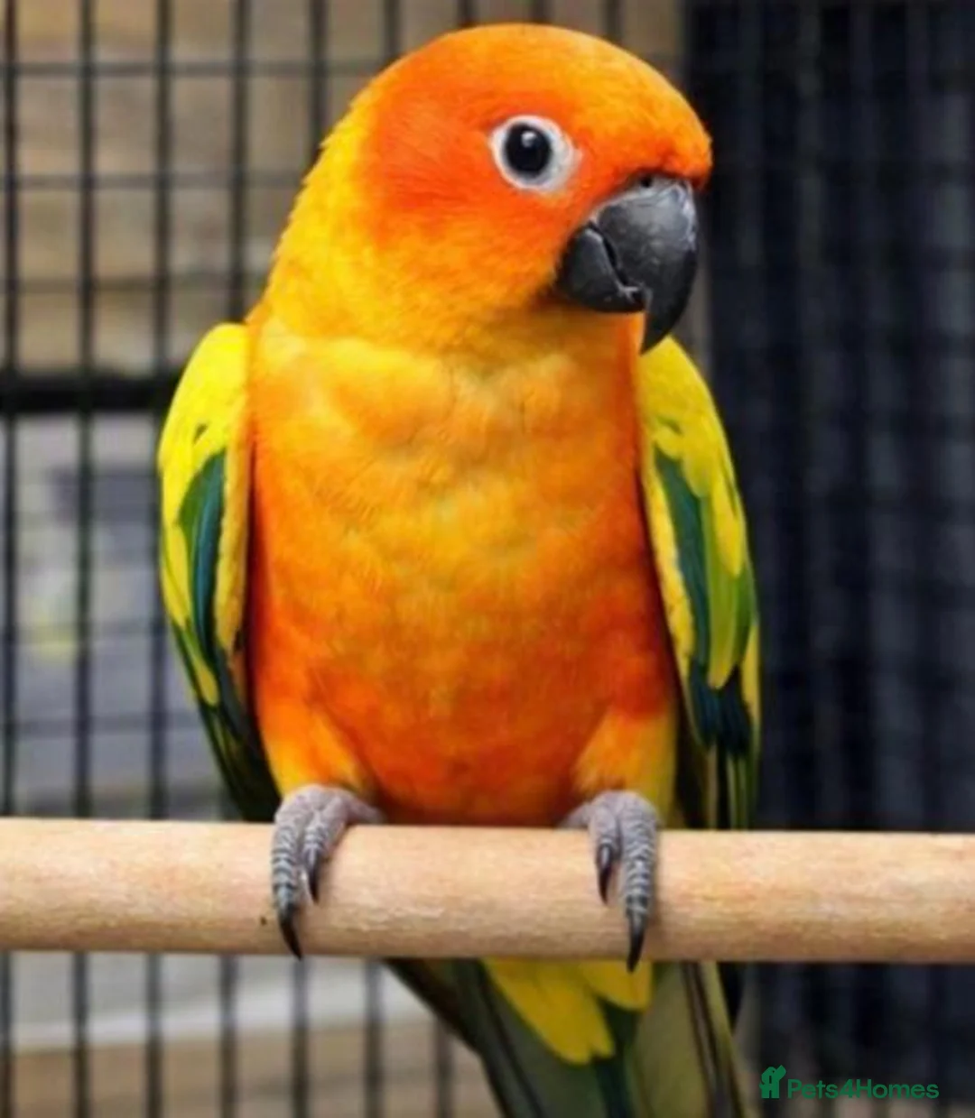 Conures birds for sale:  DNA Tested Male and female Sun Conure  in Edinburgh - Advert 2