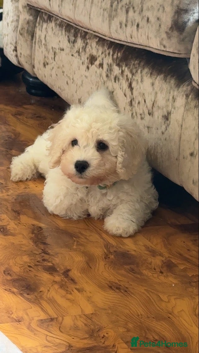 Poochon dogs Poochon boy pup for sale  - Advert 1
