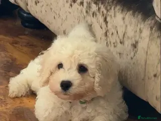 Poochon dogs Poochon boy pup for sale - Advert 1