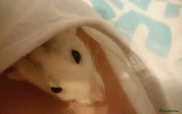 Rat rodents for sale: 7 female rats - Advert 8