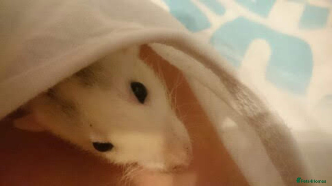 Rat rodents for sale: 7 female rats - Advert 8