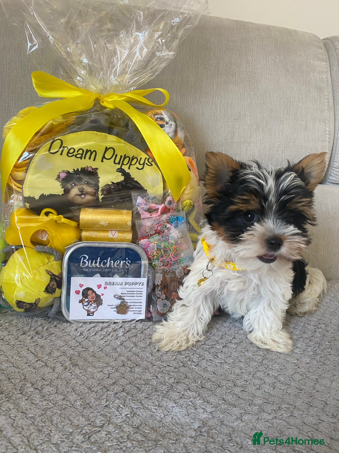 Yorkshire Terrier dogs for sale: Beautiful very small xxxs Biewer Yorkshire Terrier - Image 26