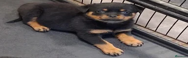 Rottweiler 2