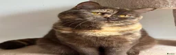 British Shorthair cats for sale: British Shorthair chocolate tortie girl  - Advert 5
