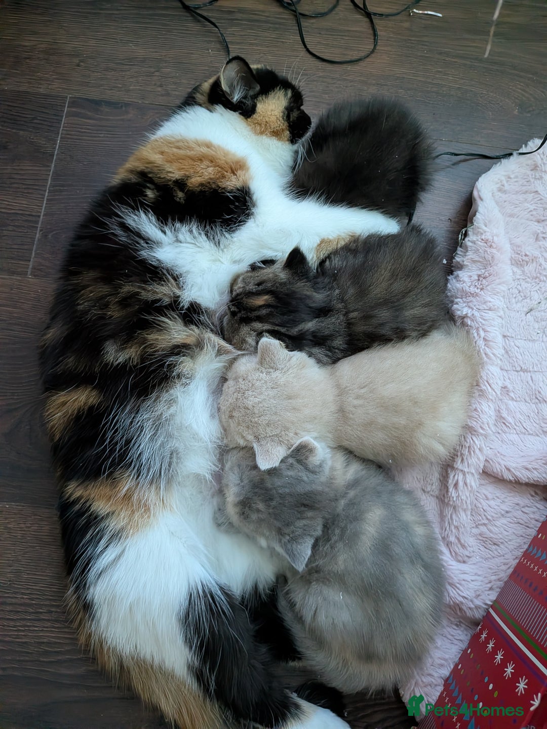 Exotic cats for sale: Beautiful Exotic kittens  - Advert 3