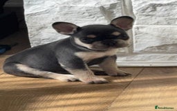 French Bulldog dogs for sale: FRENCH BULLDOG PUPPIES READY NOW!   🐾 - Image 13