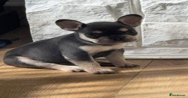 French Bulldog dogs - Advert 10