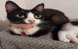 Mixed Breed cats for sale: Black and white cat named Bella - Image 2