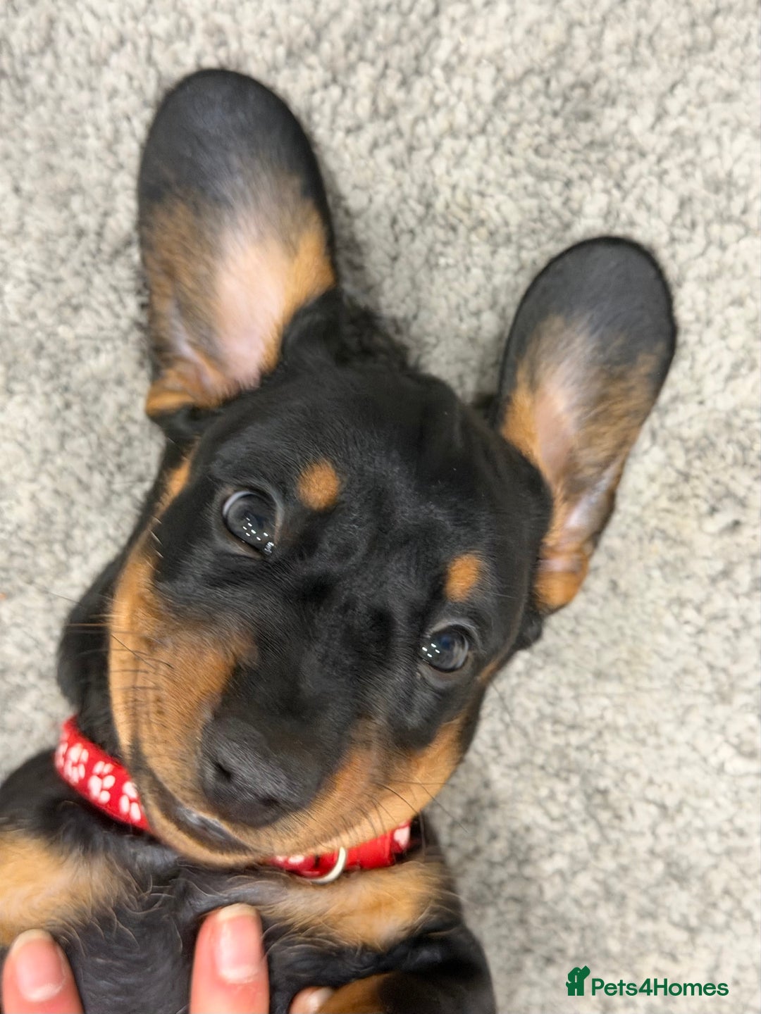 Dachshund dogs for sale: Beautiful Dachshund Puppies – KC Registered Lines - Advert 24