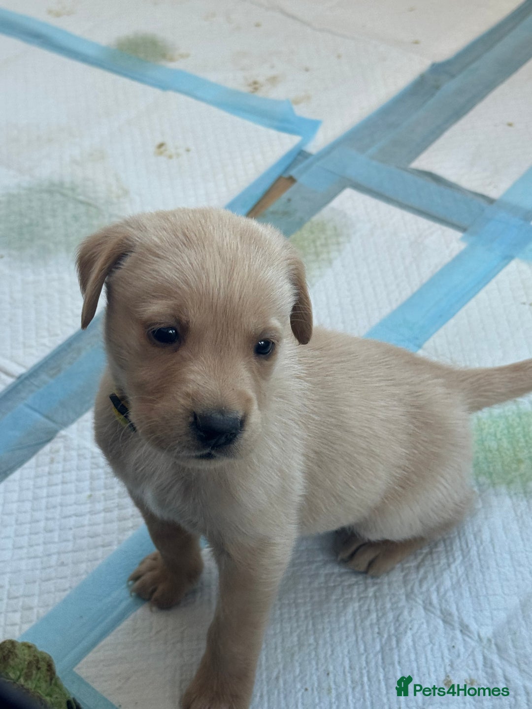 Goldador dogs for sale: Beautiful goldador puppies  - Image 6