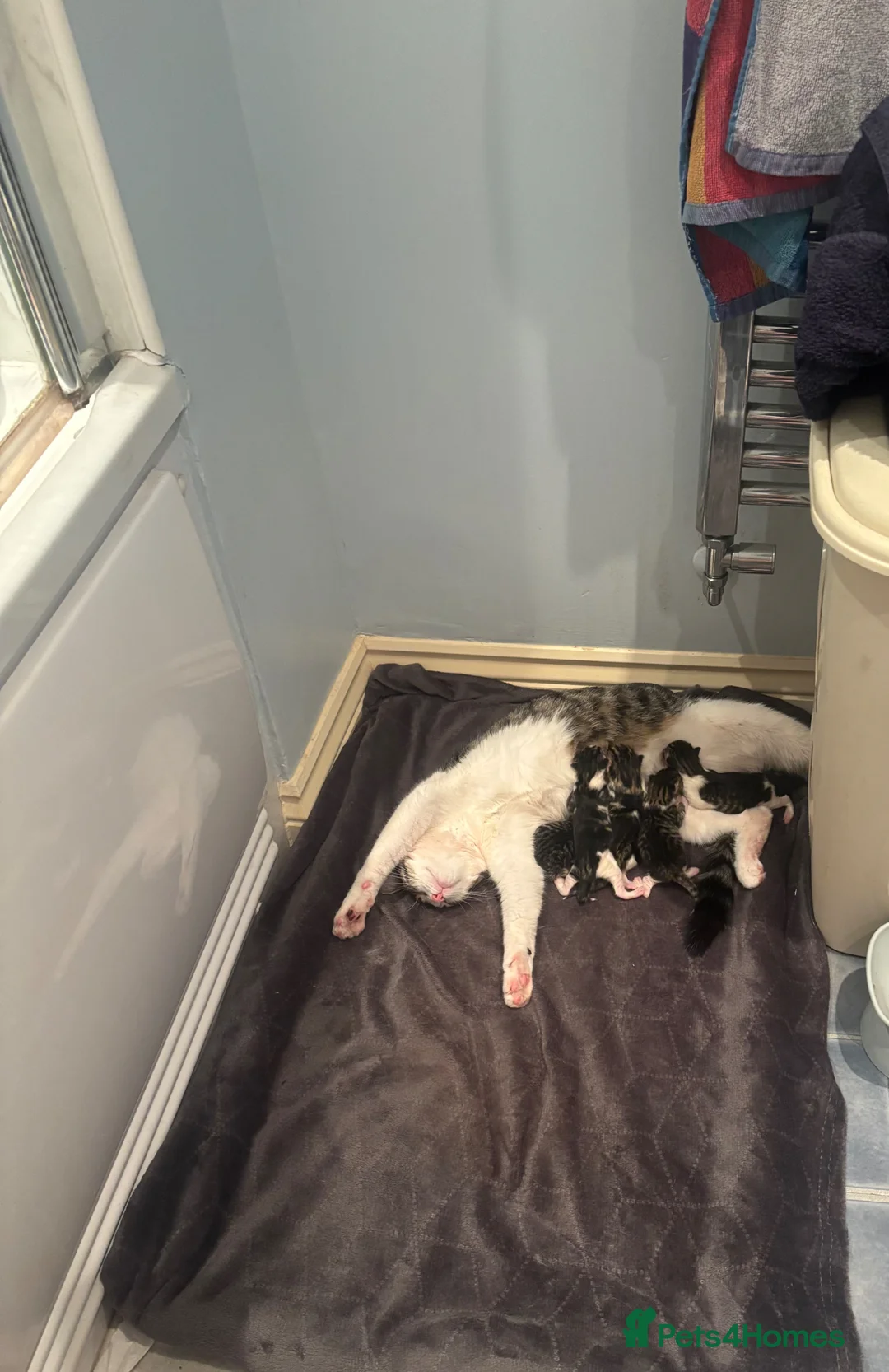 Mixed Breed cats for sale: 5 absolutely gorgeous kittens😍 in Salisbury - Advert 1
