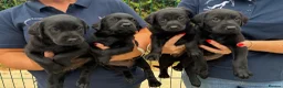 Labrador Retriever dogs for sale: 5 Star Council Registered Litter of Labrador pups - Advert 7
