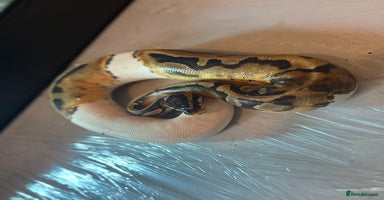 Python Snake reptiles - Advert 10
