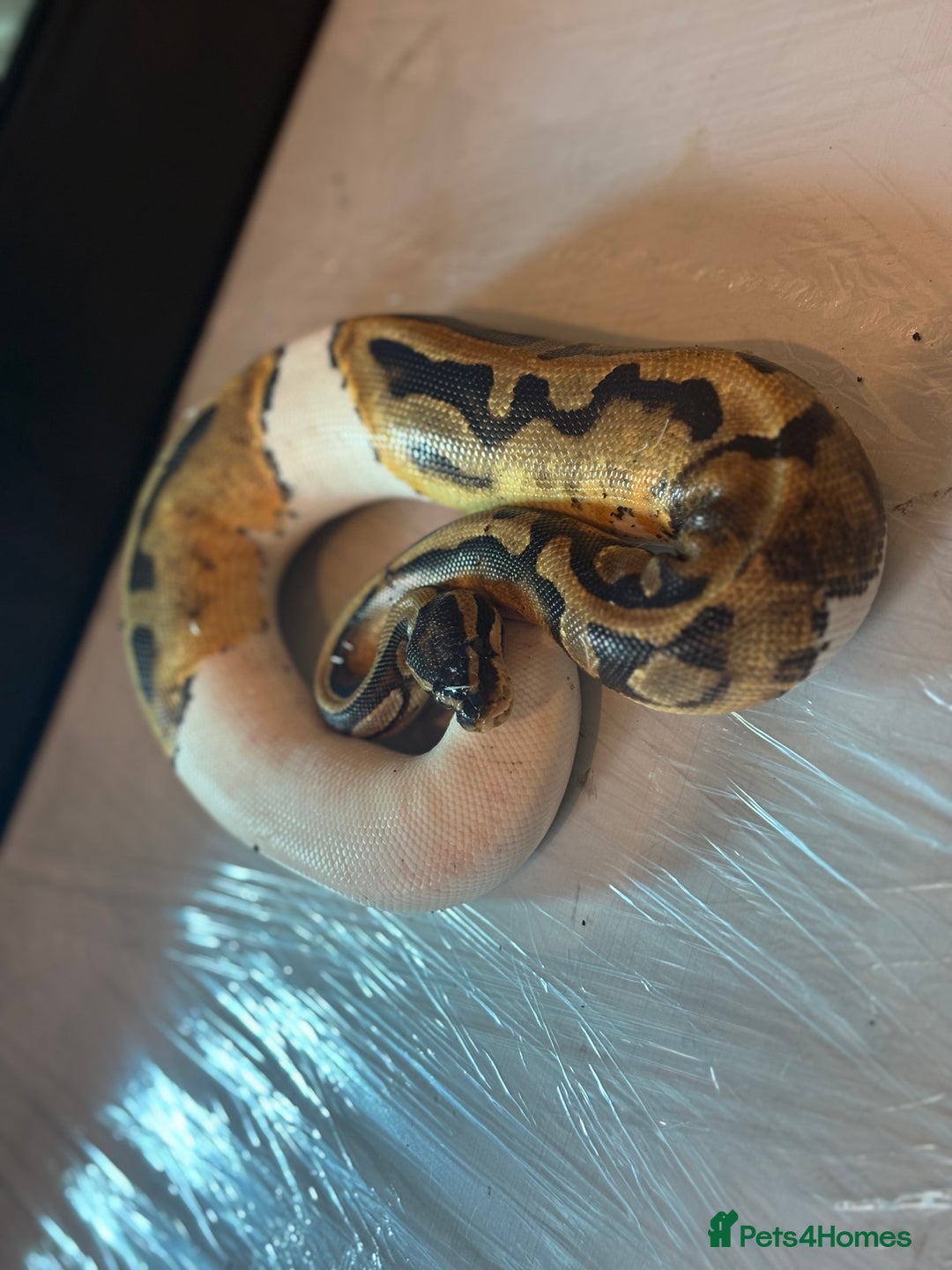 Python Snake reptiles for sale: CHECK DESCRIPTION !!! - Image 3