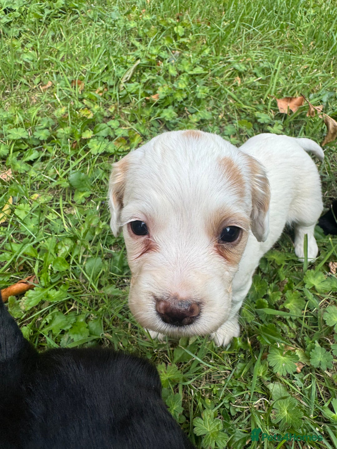 Sprocker dogs for sale: Working Sprocker puppies *3 girls left* - Image 10