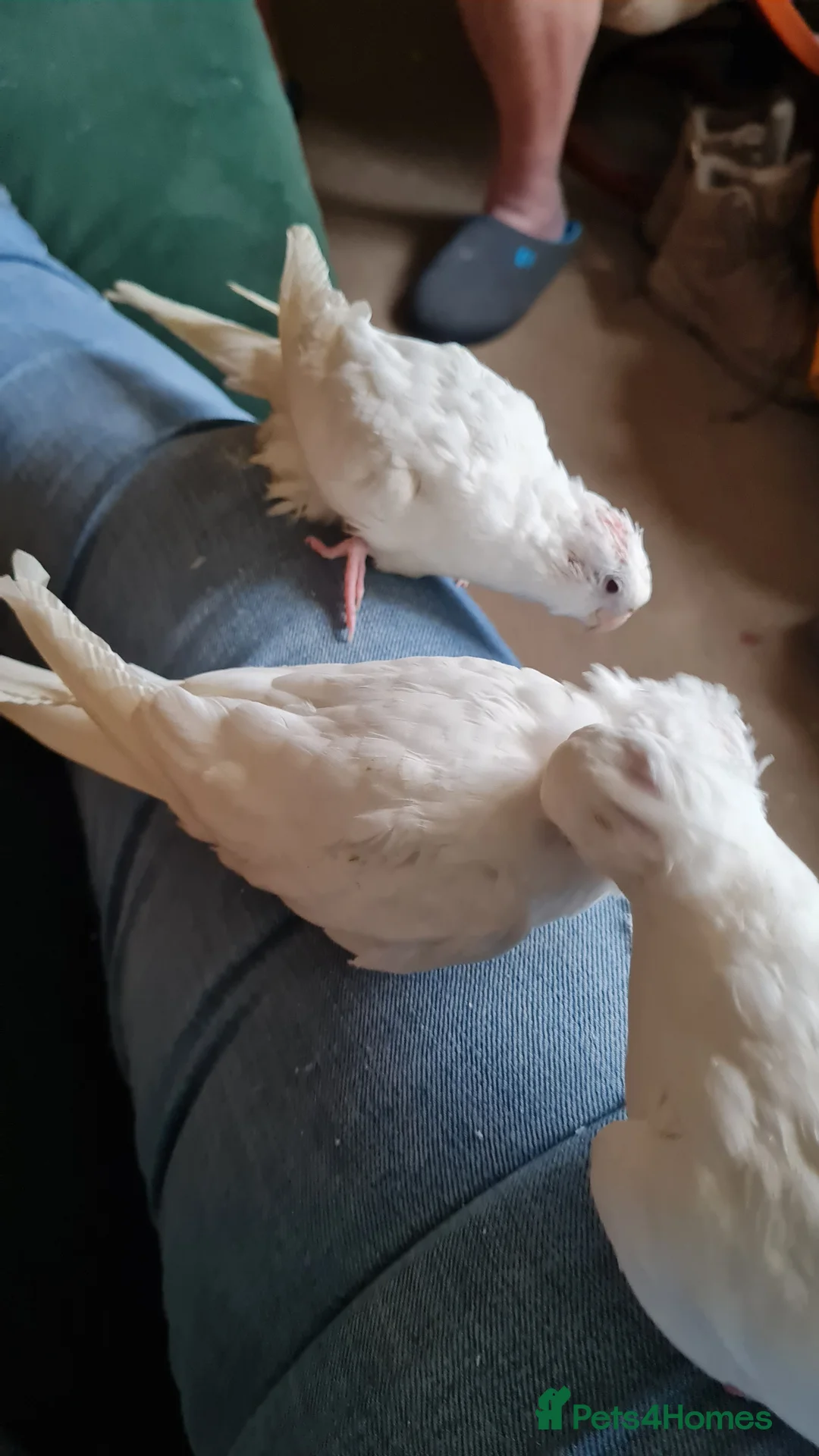 Cockatiels birds for sale: Baby cockatiels for sale  - Advert 8