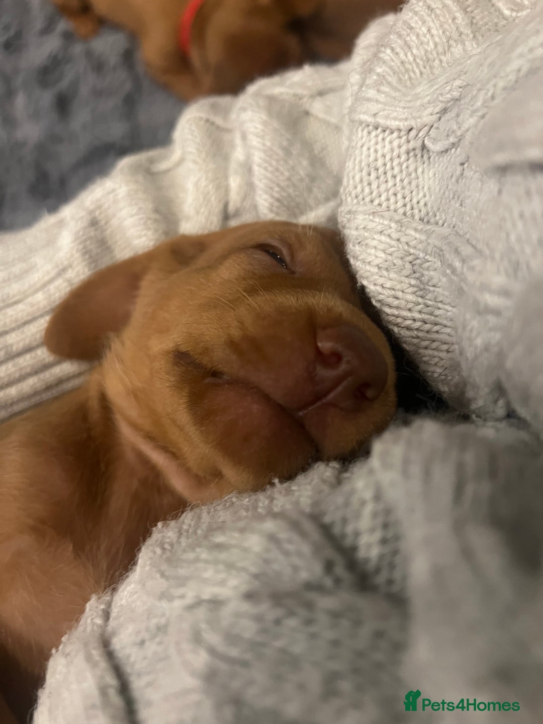 Hungarian Vizsla dogs for sale: Hookside x Skyrocket - Advert 8