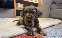 Cocker Spaniel dogs for sale: Cocker spaniel puppies ready to go now MERLE - Image 5