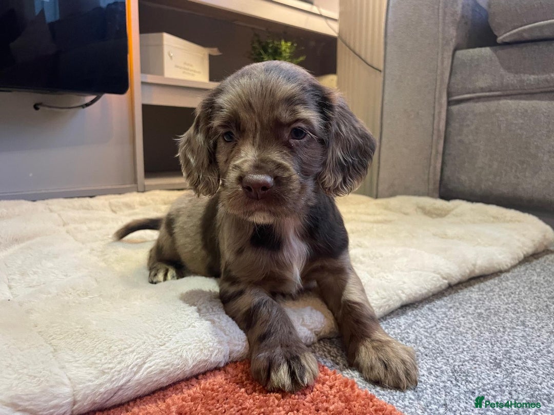 Cocker Spaniel dogs for sale: Cocker spaniel puppies ready to go now MERLE - Image 5