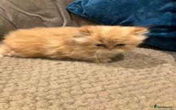 Exotic cats for sale: Pure bred exotic kittens for sale - Image 1