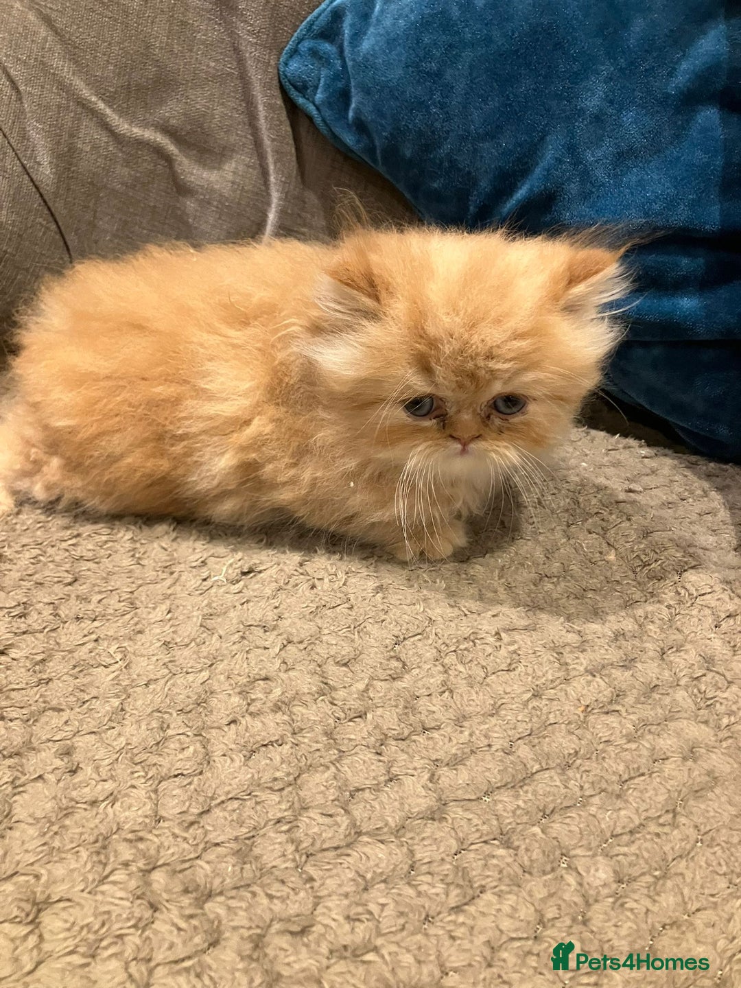 Exotic cats for sale: Pure bred exotic kittens for sale - Image 1