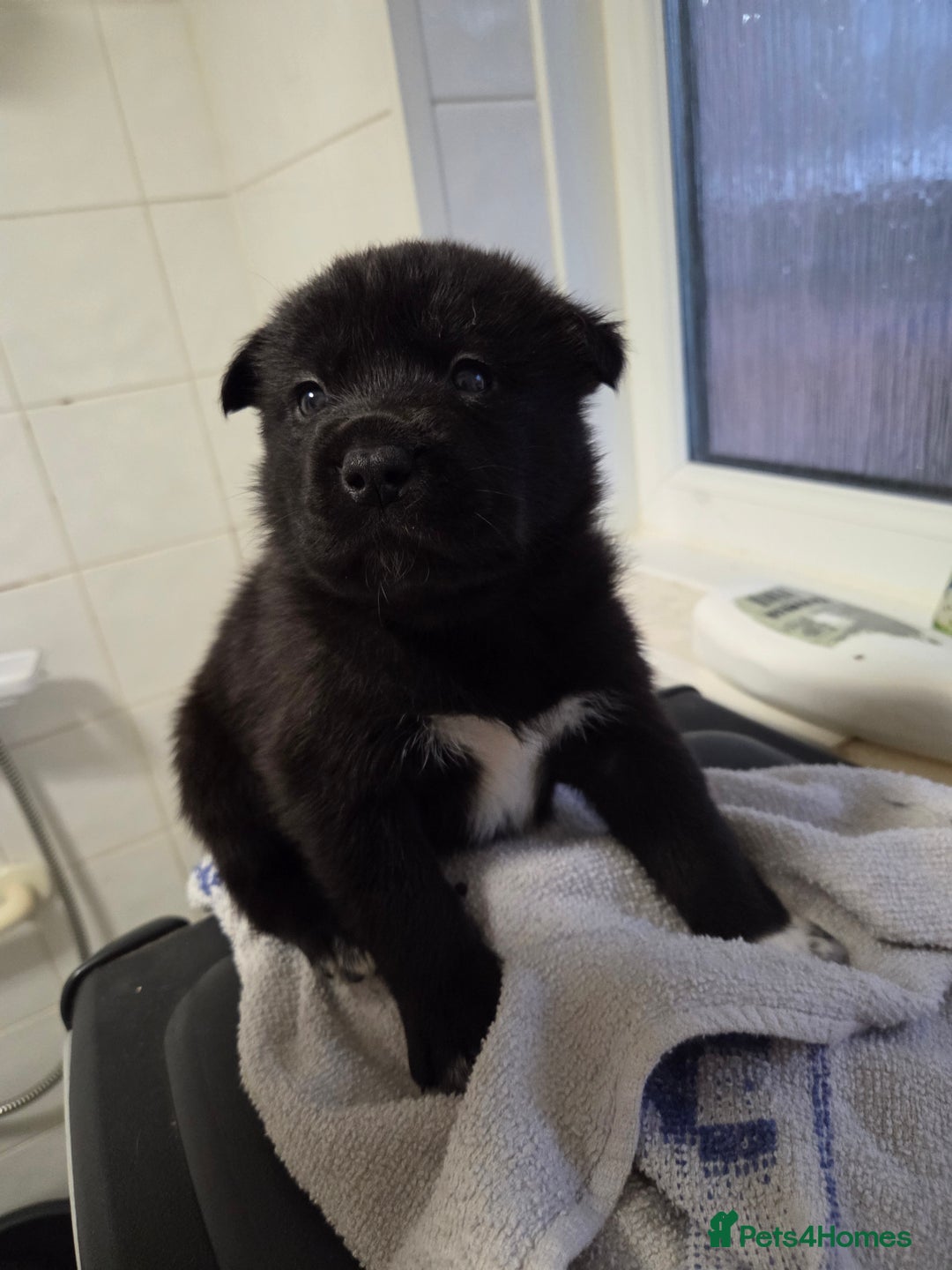 Mixed Breed dogs for sale: 3 girls left for rehoming  - Advert 3