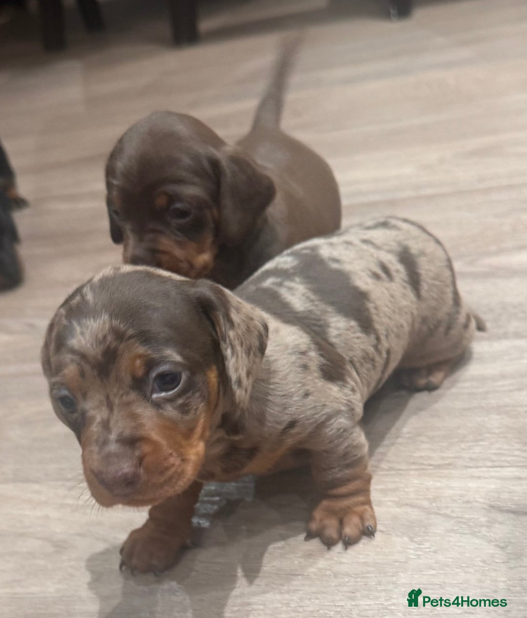 Dachshund dogs for sale: Dachshund puppies for sale  - Advert 4