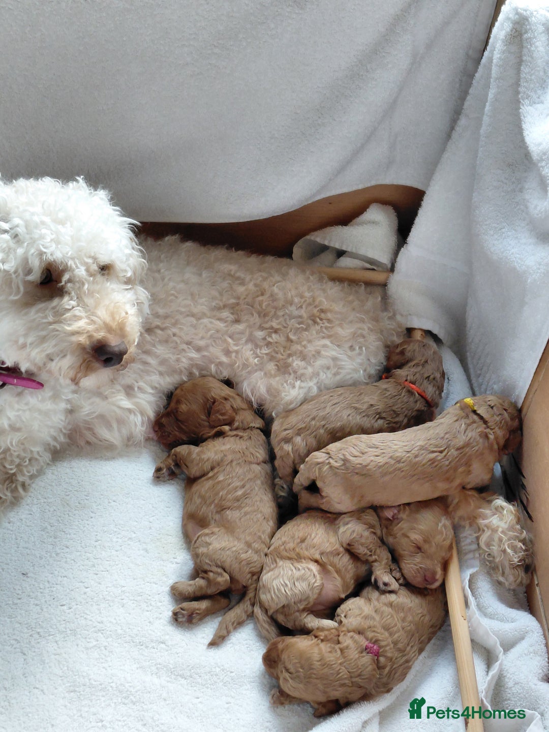 Cockapoo dogs for sale: Beautiful Cockapoo Puppies - Advert 3
