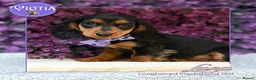 Miniature Dachshund dogs for sale: Ready now KC Miniature Dachshund Puppies - Advert 9