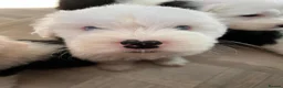 Old English Sheepdog dogs for sale:  Blue Eyes Old English Sheepdog Puppies  - Advert 12
