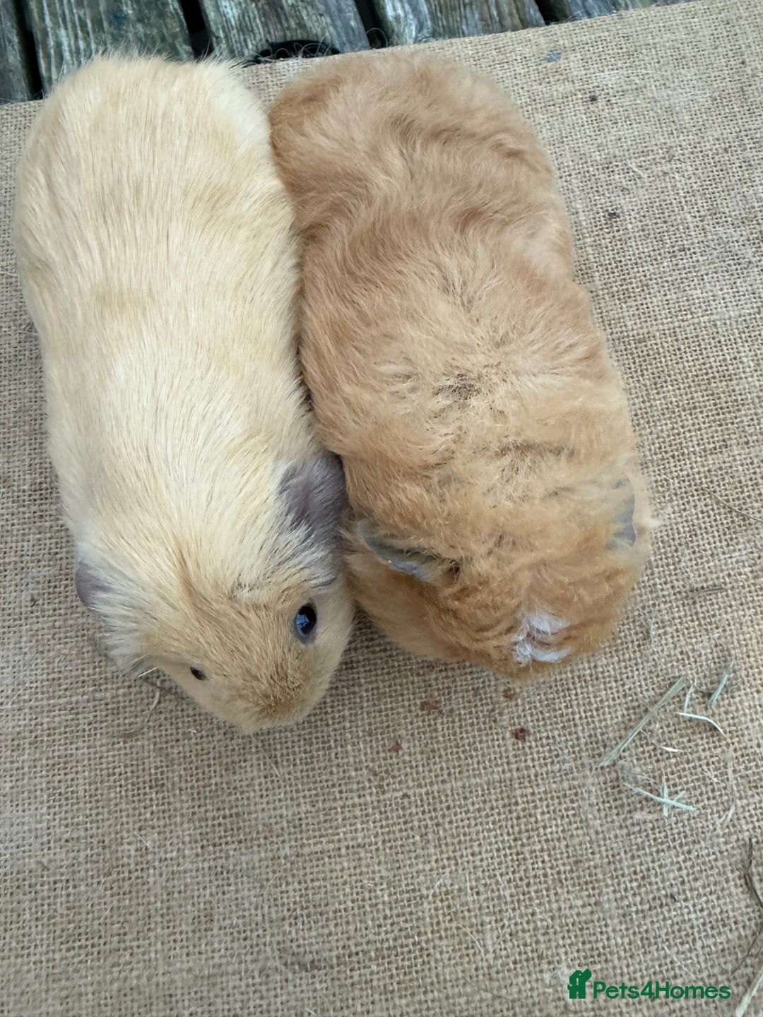 Guinea Pig rodents for sale: Pure bred California & Swiss guineapigs  - Advert 4