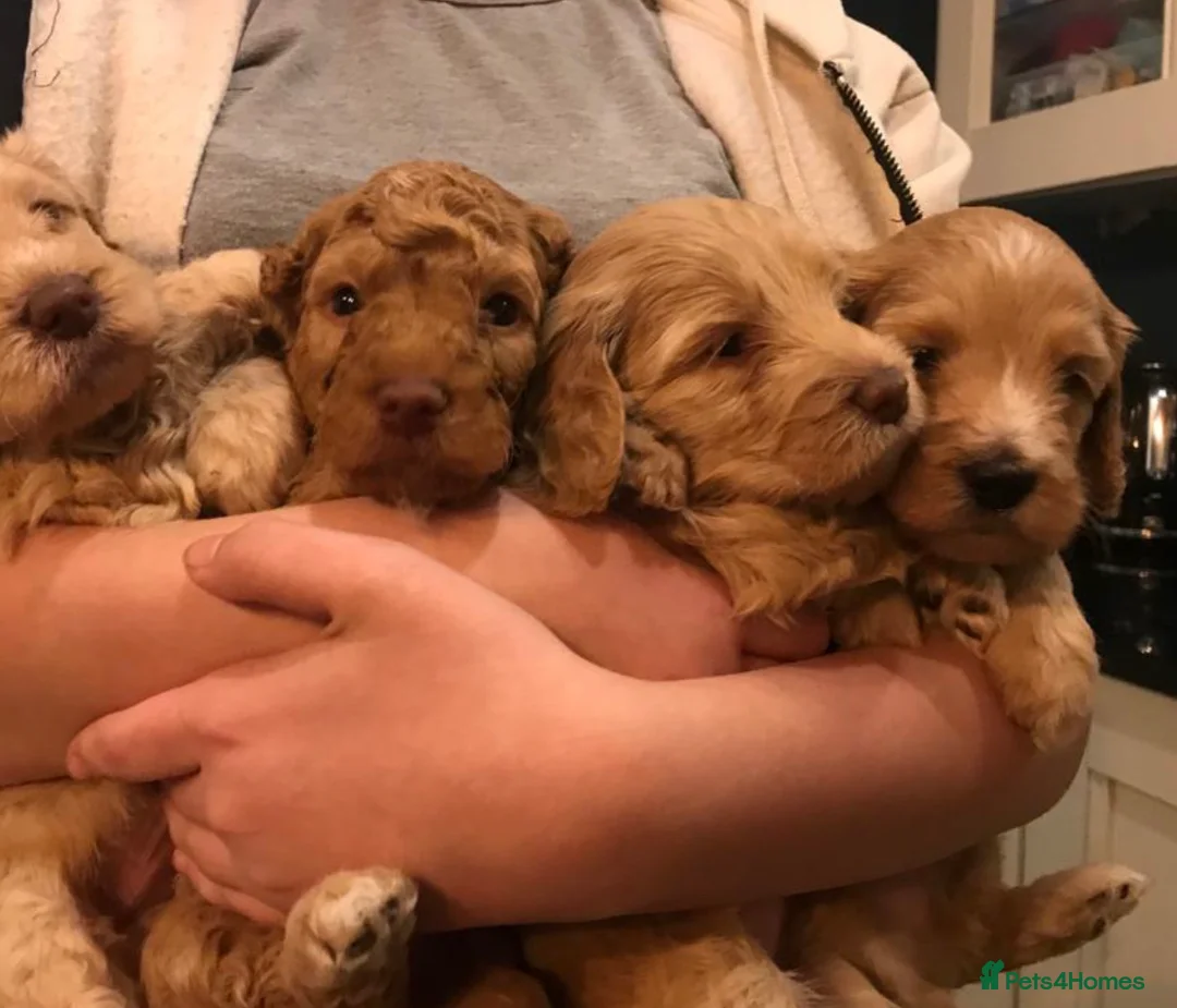 Australian Labradoodle dogs for stud: Healthy Tested Australian Labradoodle for Stud in London - Advert 9