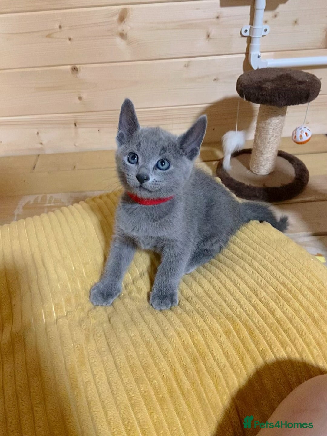 Russian Blue cats for sale: Russian Blue Kittens – Full Pedigree, TICA Parents - Image 6