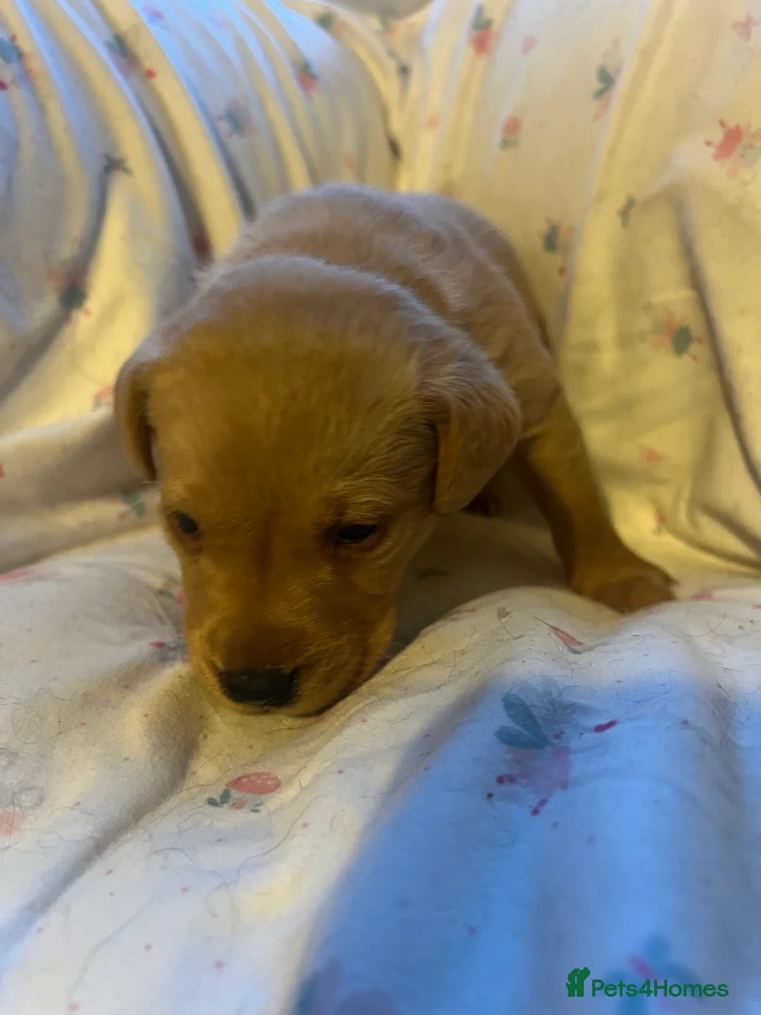 Labrador Retriever dogs for sale: KC Registered Labrador Puppies - Advert 4