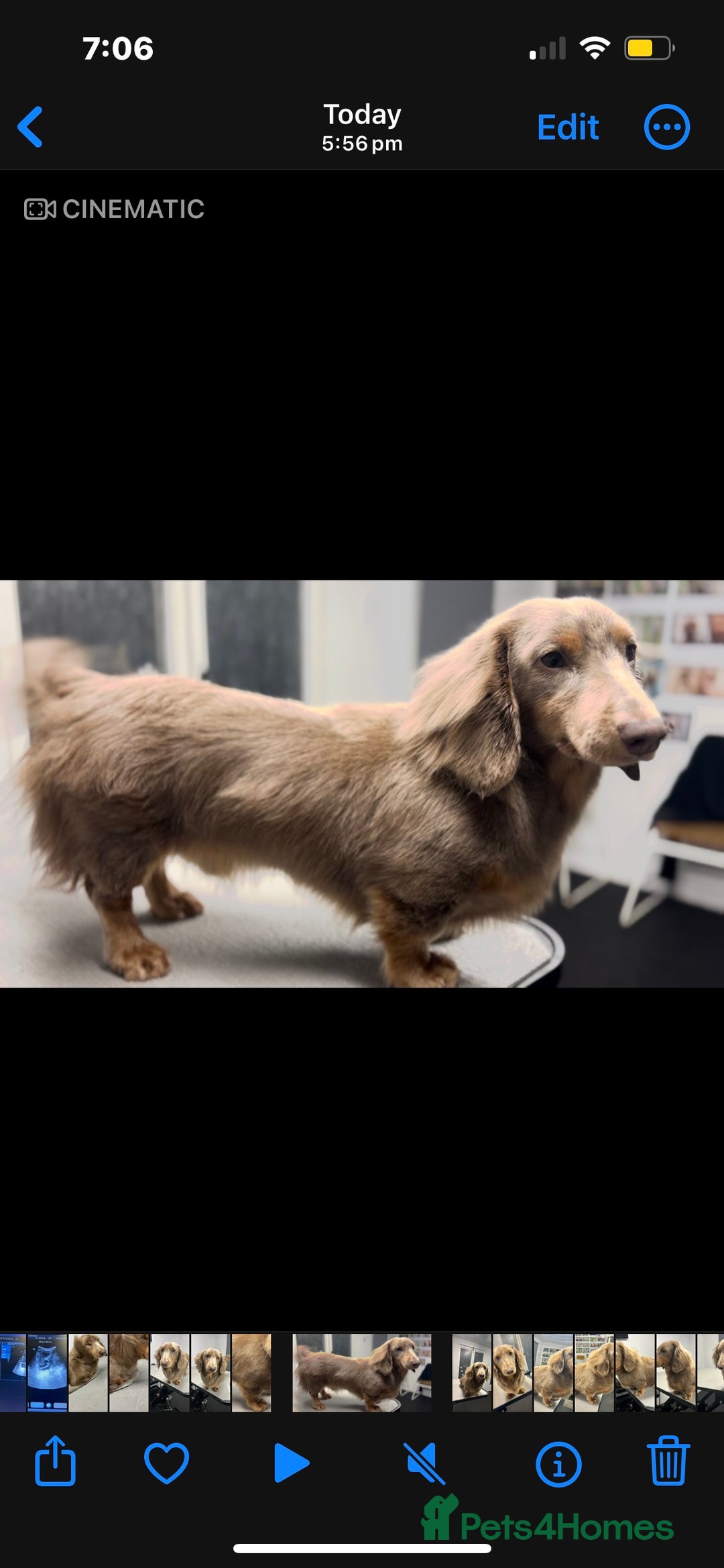 Miniature Dachshund dogs for stud: Long Hair miniature dacshund in Telford - Advert 10