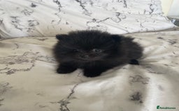 Pomeranian dogs for sale: Two Beautiful Pomeranian Boys for sale - Image 3