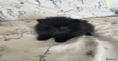 Pomeranian dogs - Advert 9