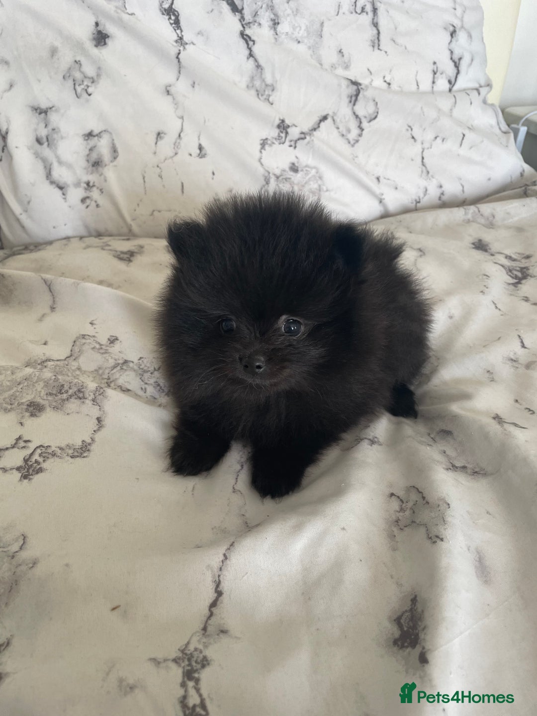 Pomeranian dogs for sale: Two Beautiful Pomeranian Boys for sale - Image 3