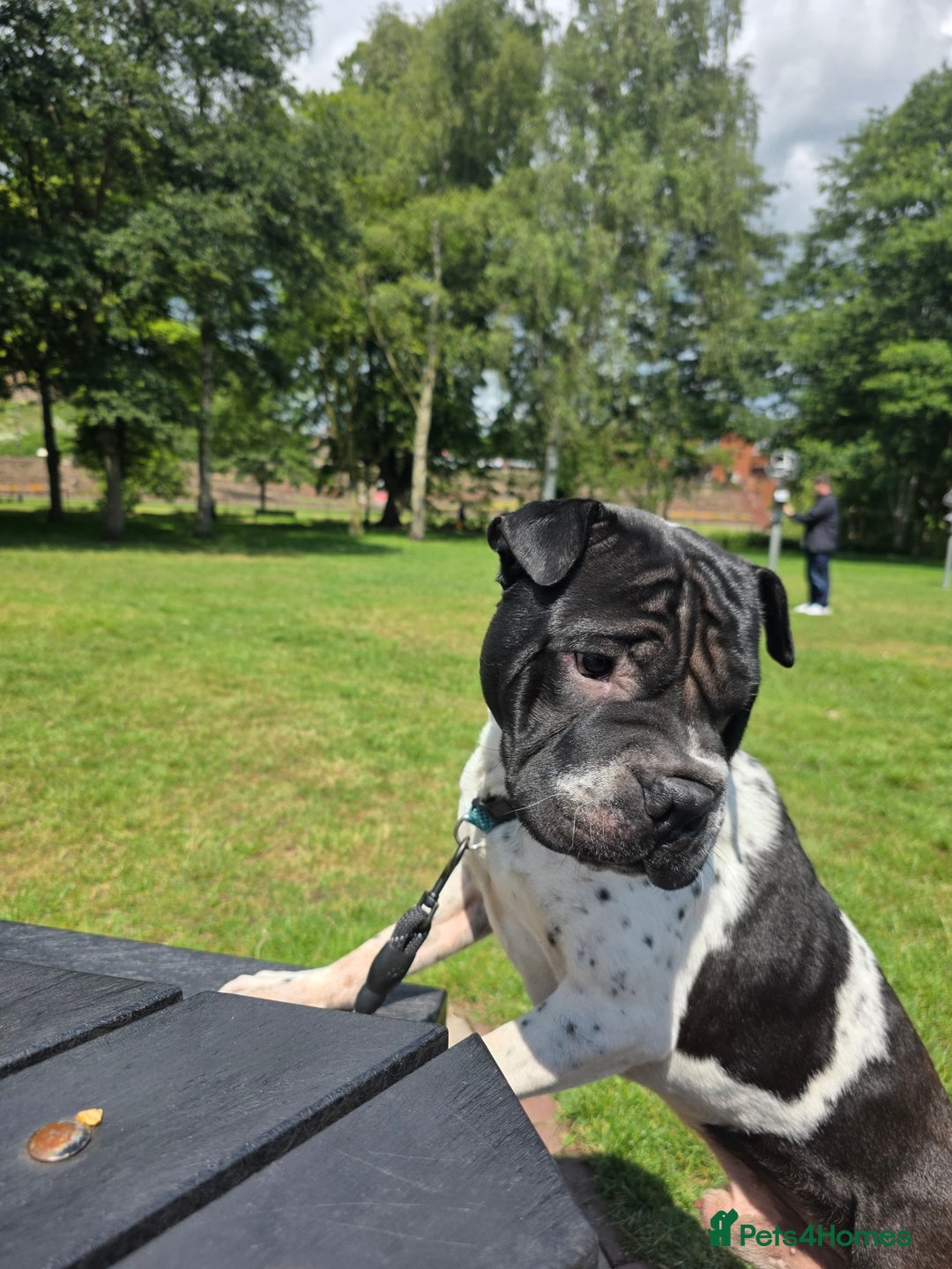 Mixed Breed dogs for sale: Sharpei cross breed - Advert 8