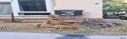 Bengal cats for sale: Bengal mix kittens  in Reading - Advert 12