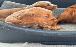 Cocker Spaniel dogs for sale: Beautiful KC Cocker spaniels  - Image 5