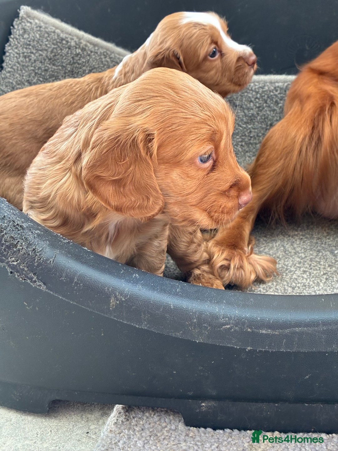 Cocker Spaniel dogs for sale: Beautiful KC Cocker spaniels  - Image 5