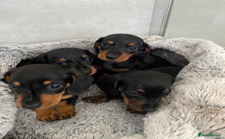 Dachshund dogs - Advert 1