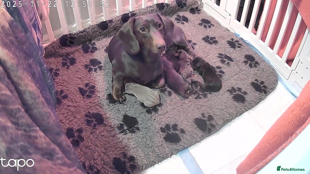 Miniature Dachshund dogs for sale: Kc miniature dachshund  - Advert 1